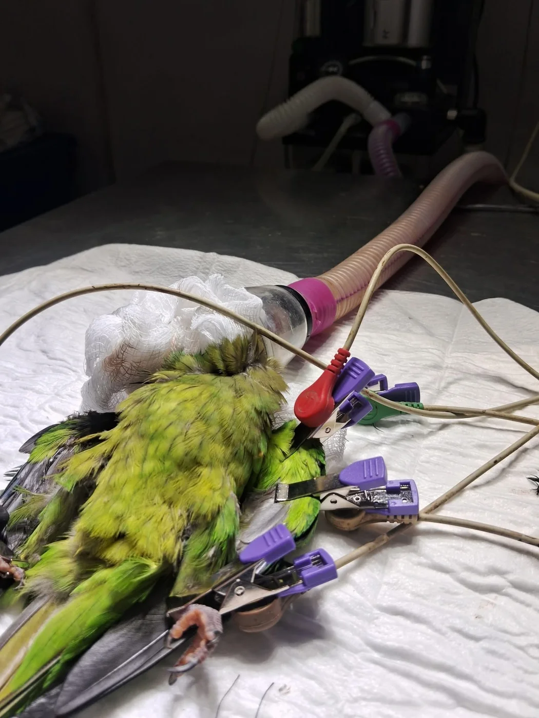 Ave bajo monitoreo veterinario