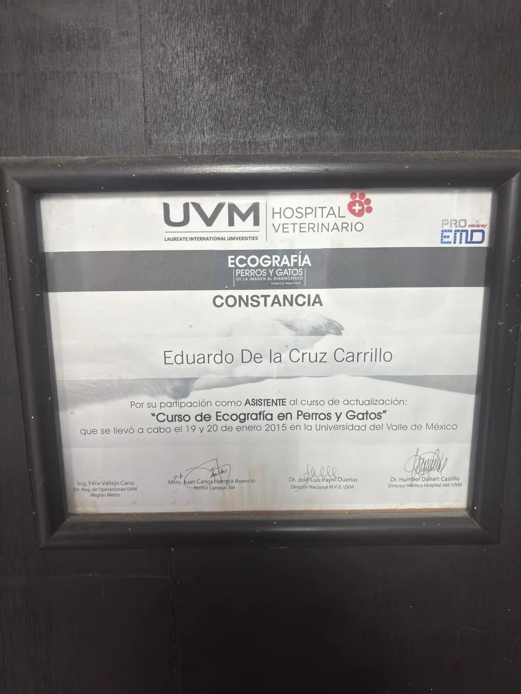 Constancia de curso de ecografía en perros y gatos