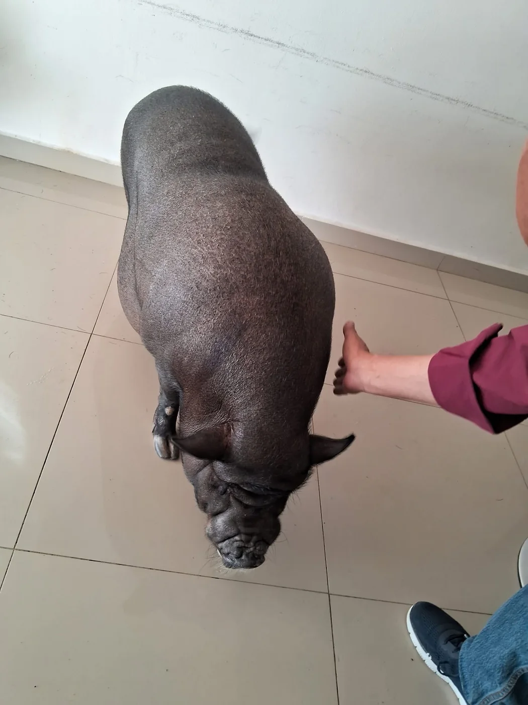 Paciente porcino en valoración veterinaria