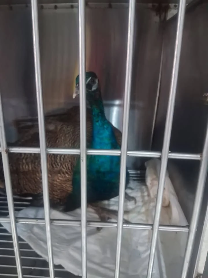 Ave en área de hospitalización veterinaria