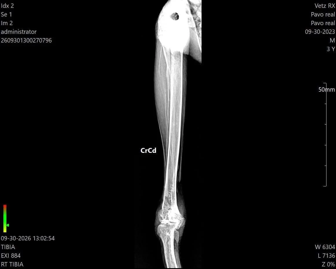 Radiografía veterinaria de ave