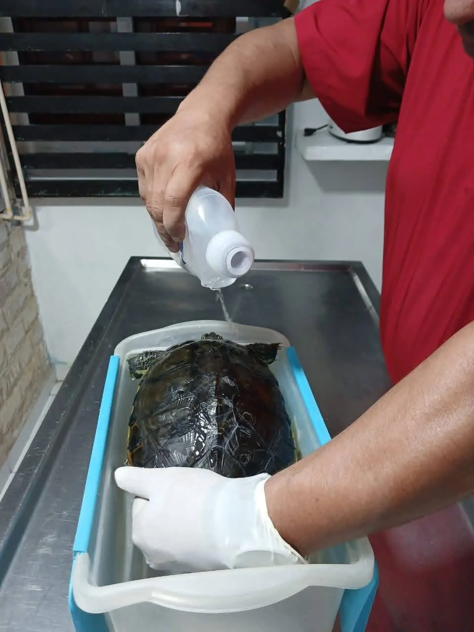 Tortuga recibiendo atención veterinaria